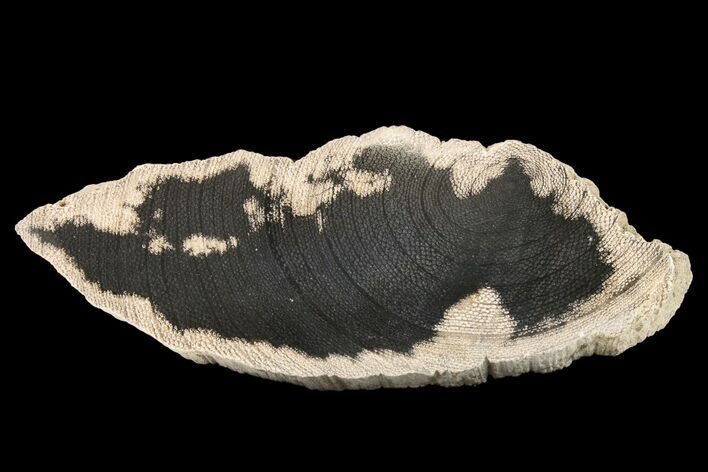 Rare Petrified Snakewood (Mennegoxylon) Slice - Texas #163731